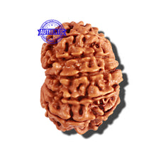 Load image into Gallery viewer, 12 Mukhi Nepalese Rudraksha - Bead No 183