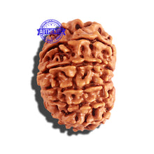 Load image into Gallery viewer, 12 Mukhi Nepalese Rudraksha - Bead No 183