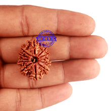 Load image into Gallery viewer, 12 Mukhi Nepalese Rudraksha - Bead No 184