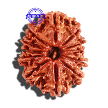 Load image into Gallery viewer, 12 Mukhi Nepalese Rudraksha - Bead No 184