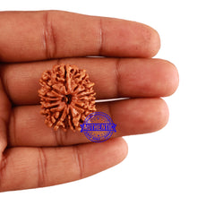 Load image into Gallery viewer, 12 Mukhi Nepalese Rudraksha - Bead No 186
