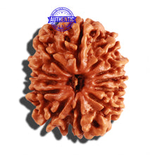 Load image into Gallery viewer, 12 Mukhi Nepalese Rudraksha - Bead No 186