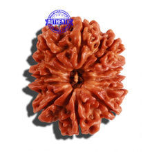 Load image into Gallery viewer, 12 Mukhi Nepalese Rudraksha - Bead No 187