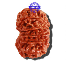 Load image into Gallery viewer, 12 Mukhi Nepalese Rudraksha - Bead No 187