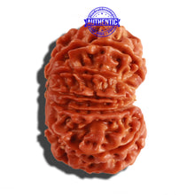 Load image into Gallery viewer, 12 Mukhi Nepalese Rudraksha - Bead No 187