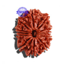 Load image into Gallery viewer, 12 Mukhi Nepalese Rudraksha - Bead No 189