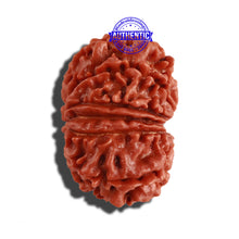 Load image into Gallery viewer, 12 Mukhi Nepalese Rudraksha - Bead No 189