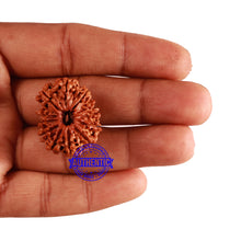 Load image into Gallery viewer, 12 Mukhi Nepalese Rudraksha - Bead No 190