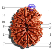 Load image into Gallery viewer, 12 Mukhi Nepalese Rudraksha - Bead No 190