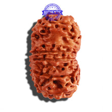 Load image into Gallery viewer, 12 Mukhi Nepalese Rudraksha - Bead No 190