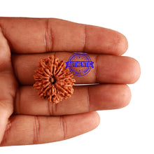 Load image into Gallery viewer, 12 Mukhi Nepalese Rudraksha - Bead No 191