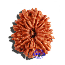 Load image into Gallery viewer, 12 Mukhi Nepalese Rudraksha - Bead No 191