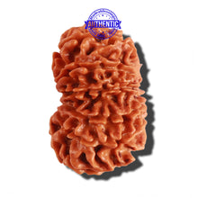 Load image into Gallery viewer, 12 Mukhi Nepalese Rudraksha - Bead No 191