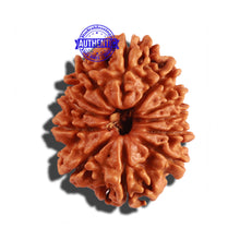 Load image into Gallery viewer, 12 Mukhi Nepalese Rudraksha - Bead No 192