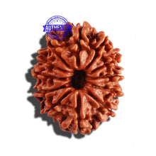Load image into Gallery viewer, 12 Mukhi Nepalese Rudraksha - Bead No 193