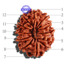 Load image into Gallery viewer, 12 Mukhi Nepalese Rudraksha - Bead No 193