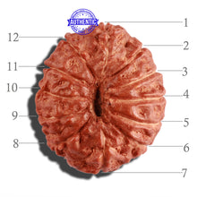 Load image into Gallery viewer, 12 Mukhi Indonesian Rudraksha - Bead No. 193