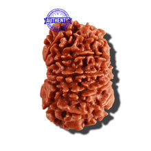 Load image into Gallery viewer, 12 Mukhi Nepalese Rudraksha - Bead No 193
