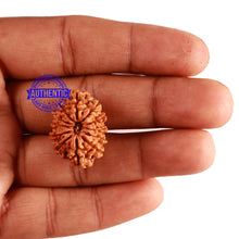 Load image into Gallery viewer, 12 Mukhi Nepalese Rudraksha - Bead No 194