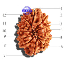 Load image into Gallery viewer, 12 Mukhi Nepalese Rudraksha - Bead No 194
