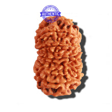 Load image into Gallery viewer, 12 Mukhi Nepalese Rudraksha - Bead No 194