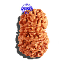 Load image into Gallery viewer, 12 Mukhi Nepalese Rudraksha - Bead No 194