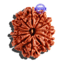 Load image into Gallery viewer, 12 Mukhi Nepalese Rudraksha - Bead No 195