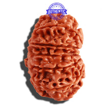 Load image into Gallery viewer, 12 Mukhi Nepalese Rudraksha - Bead No 195