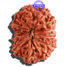 Load image into Gallery viewer, 12 Mukhi Indonesian Rudraksha - Bead No. 196