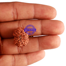 Load image into Gallery viewer, 12 Mukhi Indonesian Rudraksha - Bead No. 196