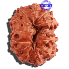 Load image into Gallery viewer, 12 Mukhi Indonesian Rudraksha - Bead No. 196