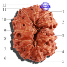 Load image into Gallery viewer, 12 Mukhi Indonesian Rudraksha - Bead No. 196