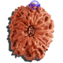 Load image into Gallery viewer, 12 Mukhi Indonesian Rudraksha - Bead No. 197