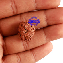 Load image into Gallery viewer, 12 Mukhi Indonesian Rudraksha - Bead No. 197