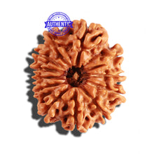 Load image into Gallery viewer, 12 Mukhi Nepalese Rudraksha - Bead No 197