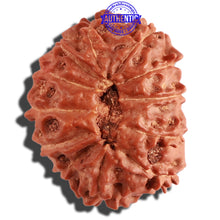 Load image into Gallery viewer, 12 Mukhi Indonesian Rudraksha - Bead No. 197