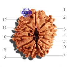 Load image into Gallery viewer, 12 Mukhi Nepalese Rudraksha - Bead No 197