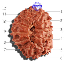 Load image into Gallery viewer, 12 Mukhi Indonesian Rudraksha - Bead No. 197