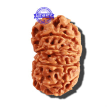 Load image into Gallery viewer, 12 Mukhi Nepalese Rudraksha - Bead No 197