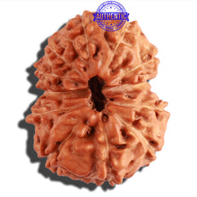Load image into Gallery viewer, 12 Mukhi Indonesian Rudraksha - Bead No. 198