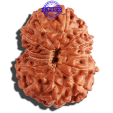 Load image into Gallery viewer, 12 Mukhi Indonesian Rudraksha - Bead No. 198