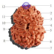 Load image into Gallery viewer, 12 Mukhi Indonesian Rudraksha - Bead No. 198
