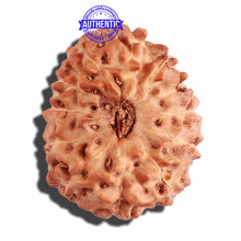 Load image into Gallery viewer, 12 Mukhi Indonesian Rudraksha - Bead No. 199