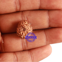 Load image into Gallery viewer, 12 Mukhi Indonesian Rudraksha - Bead No. 199