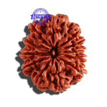 Load image into Gallery viewer, 12 Mukhi Nepalese Rudraksha - Bead No 199