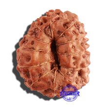 Load image into Gallery viewer, 12 Mukhi Indonesian Rudraksha - Bead No. 199
