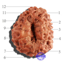 Load image into Gallery viewer, 12 Mukhi Indonesian Rudraksha - Bead No. 199