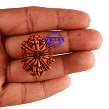 Load image into Gallery viewer, 12 Mukhi Nepalese Rudraksha - Bead No. 20