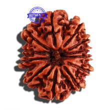 Load image into Gallery viewer, 12 Mukhi Nepalese Rudraksha - Bead No. 20