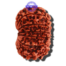 Load image into Gallery viewer, 12 Mukhi Nepalese Rudraksha - Bead No. 20